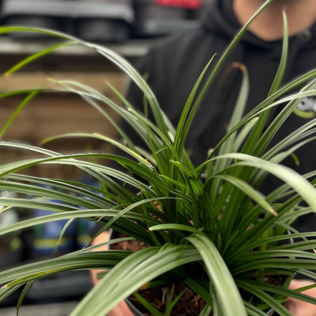Carex oshimensis 'Irish Green' 2L / 3L Pre order dispatch end of Jan