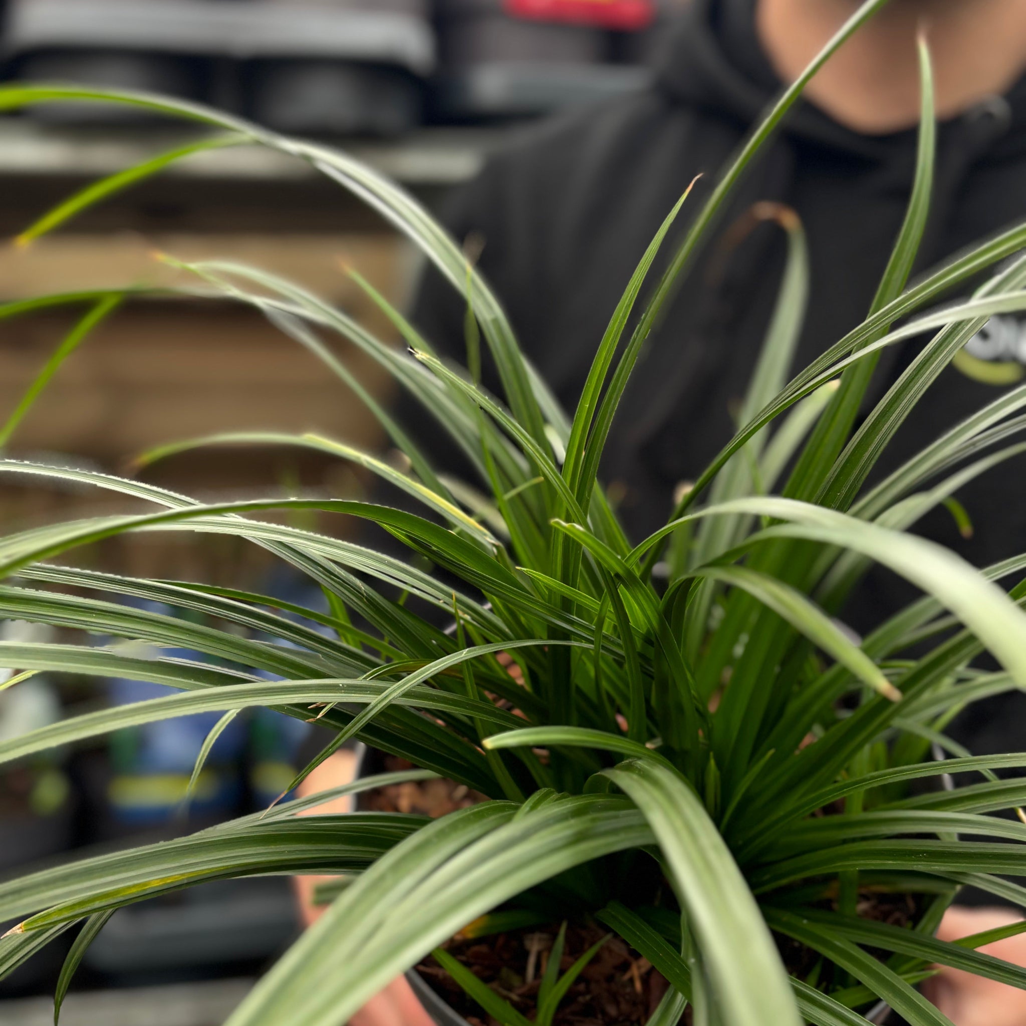 Carex oshimensis 'Irish Green' 2L / 3L Pre order dispatch end of Jan