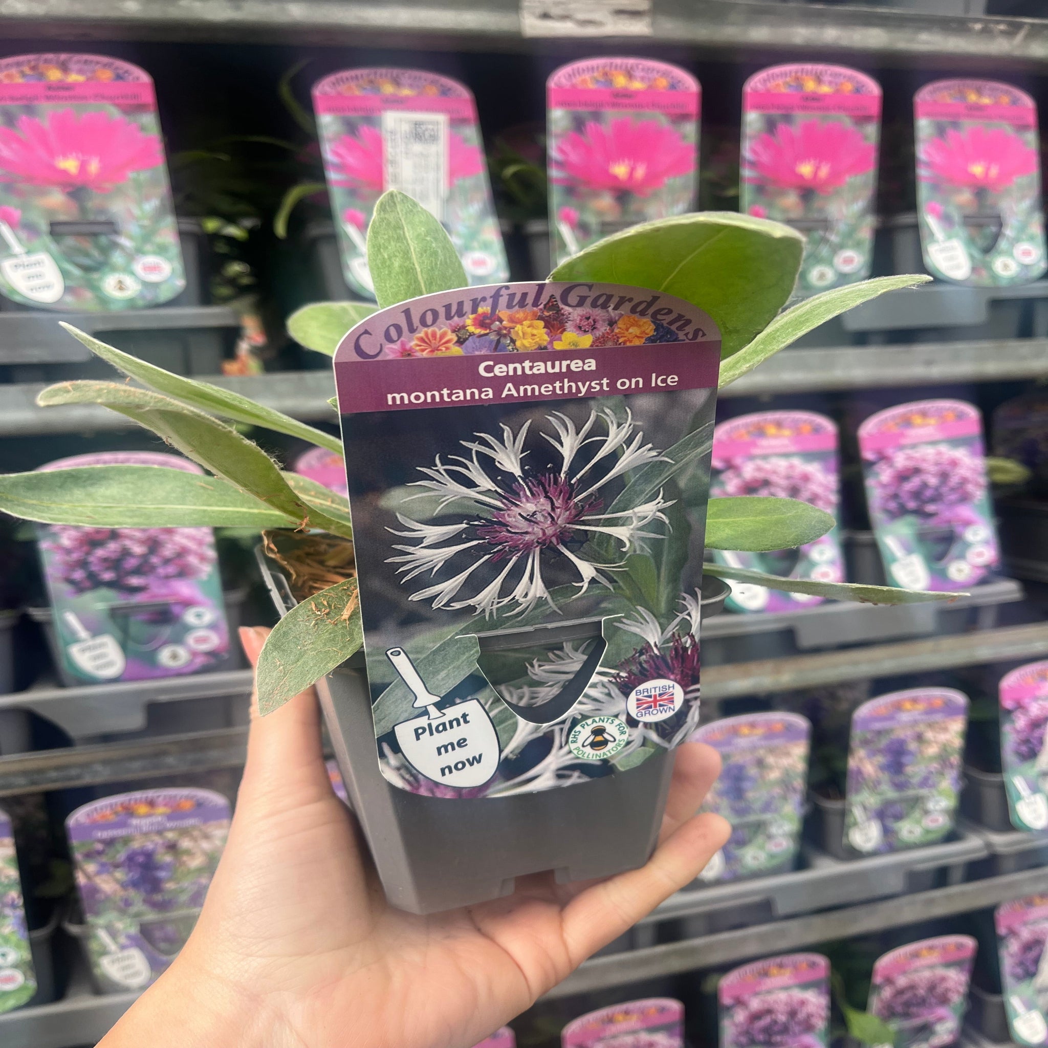 Centaurea montana Amethyst on Ice 9cm/2L