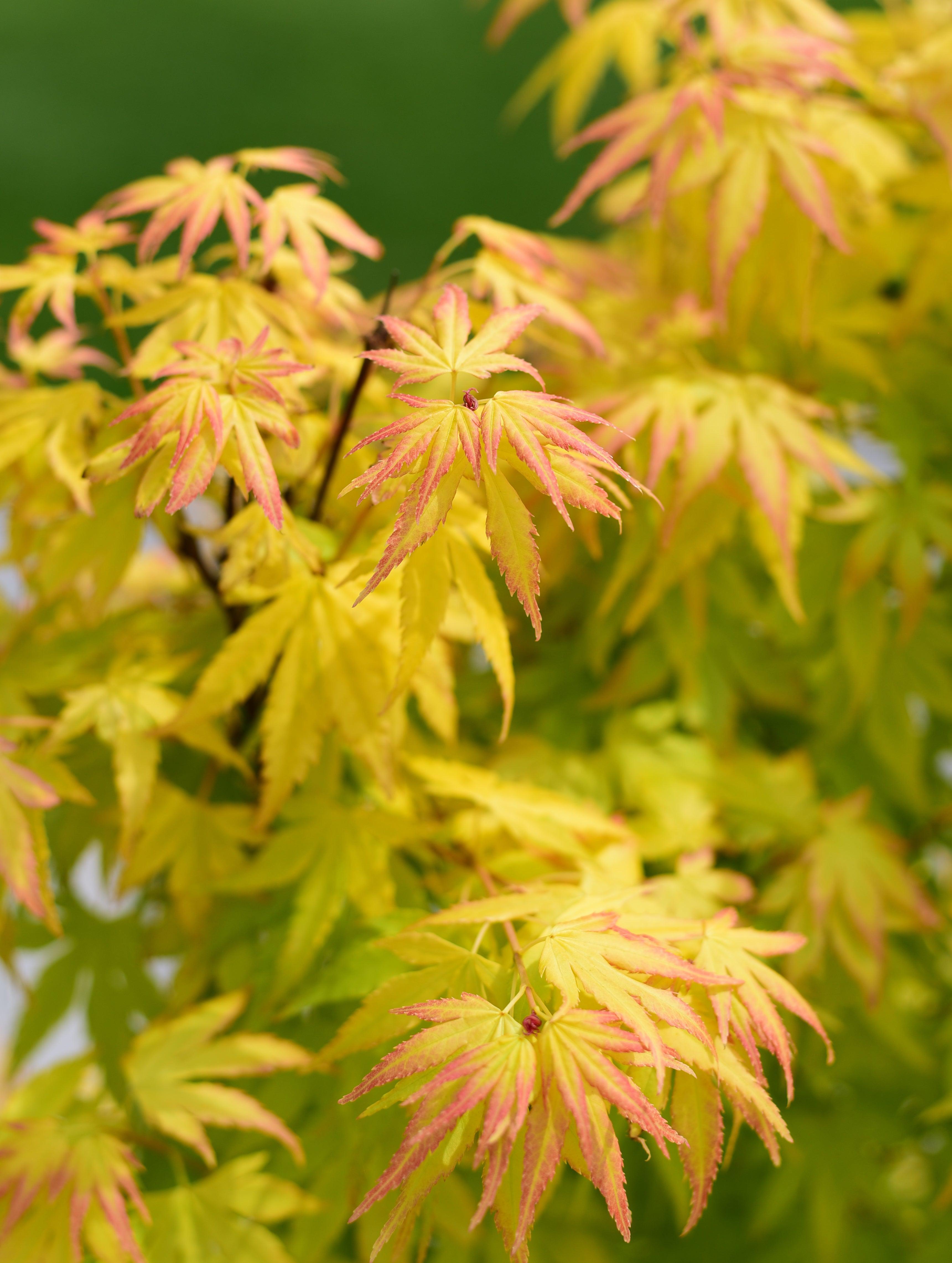 Acer palmatum 'Orange Dream' 10.5cm / 2L / 3L / 10L