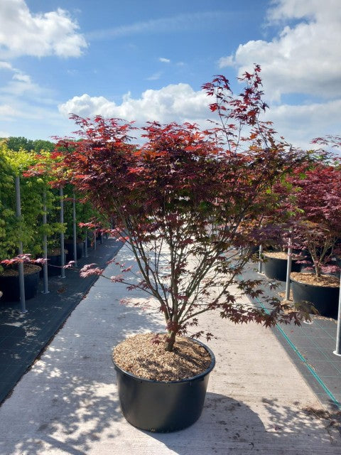 Acer palmatum 'Atropurpureum' 10.5cm-130L