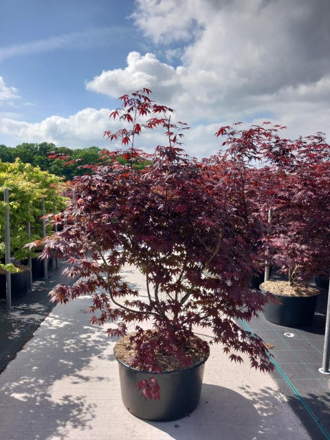 Acer palmatum 'Bloodgood' 3L / 10L / 70L / 90L