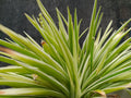Acorus gramineus Pusillus - Marginal Pond Plants - MP005
