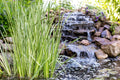 Acorus calamus Variegated (Sweet flag) - Marginal Pond Plants - MP002
