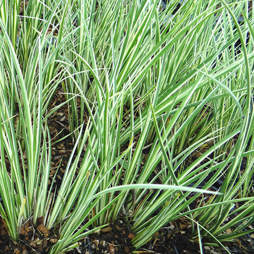 Acorus Gramineus Argenteostriatus - MP003A Packs