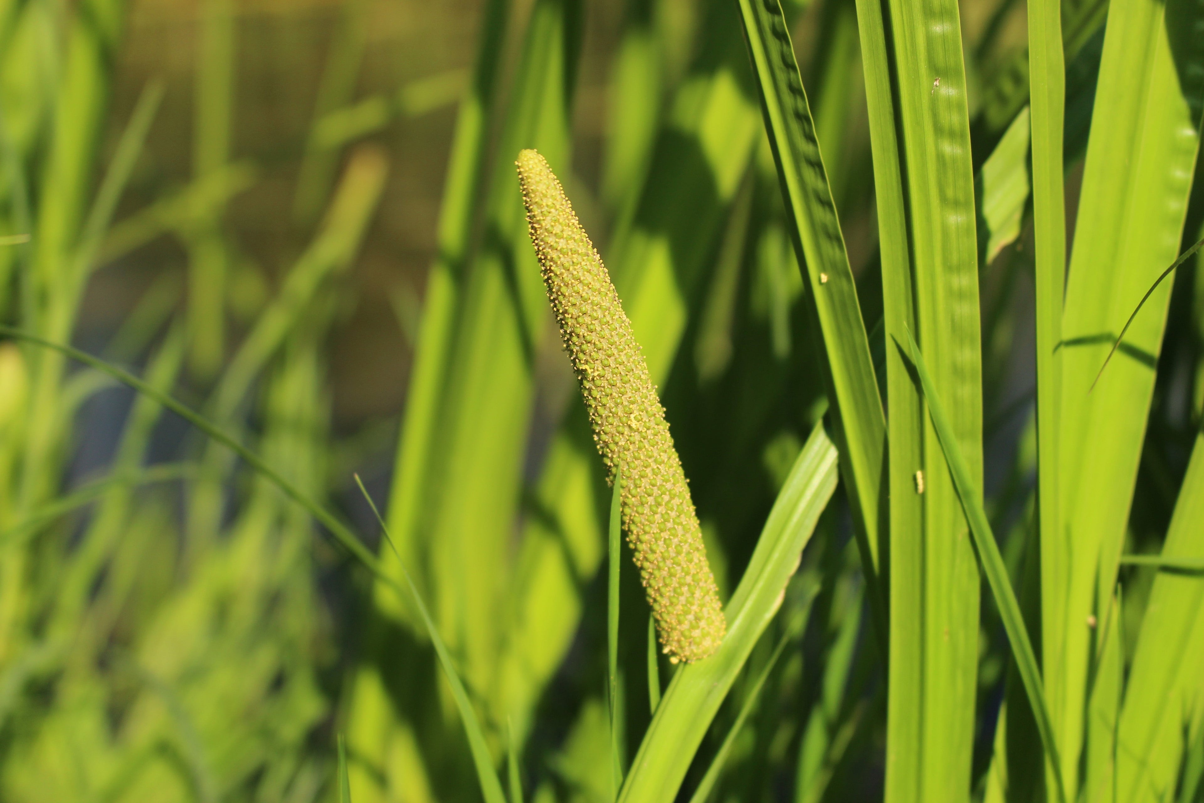 Acorus calamus (Sweet flag) - MP001 Packs