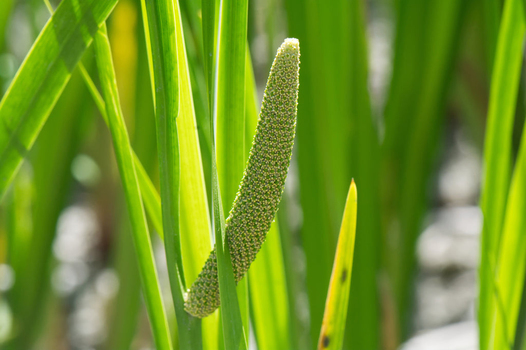 Acorus calamus (Sweet flag) - Marginal Pond Plants - MP001