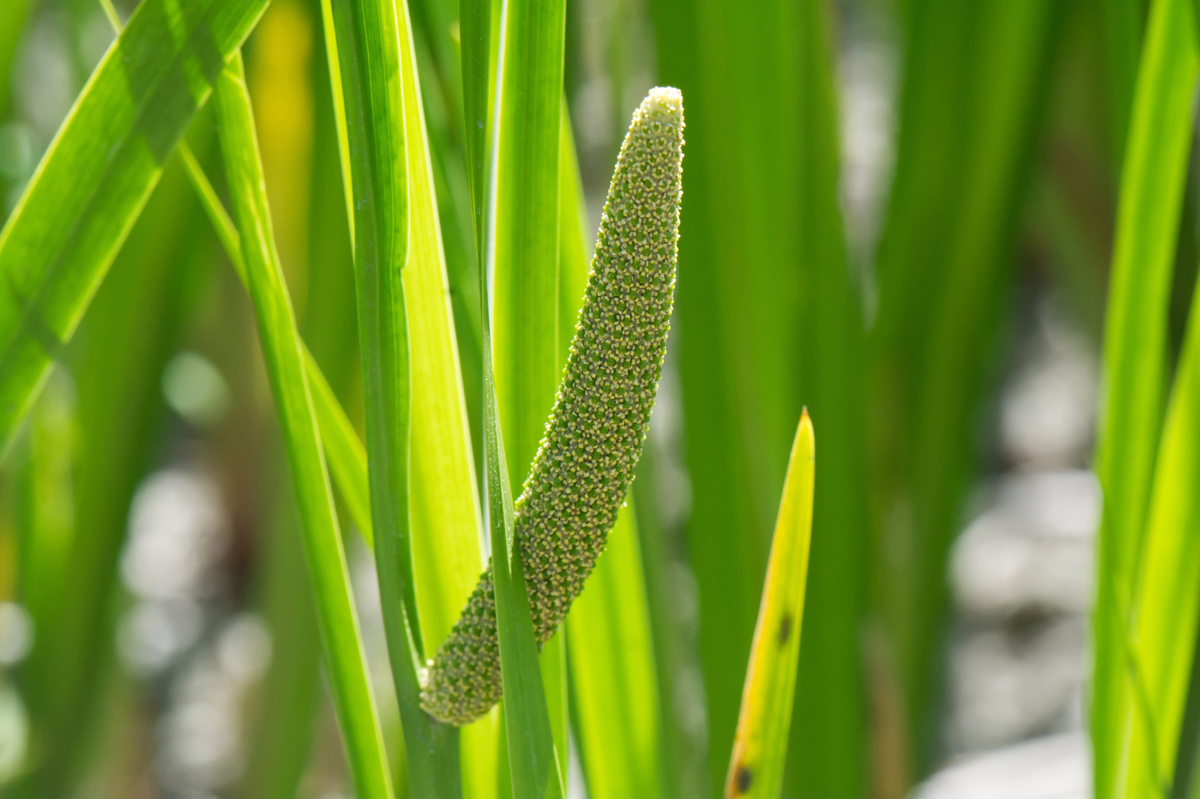 Acorus calamus (Sweet flag) - MP001 Packs
