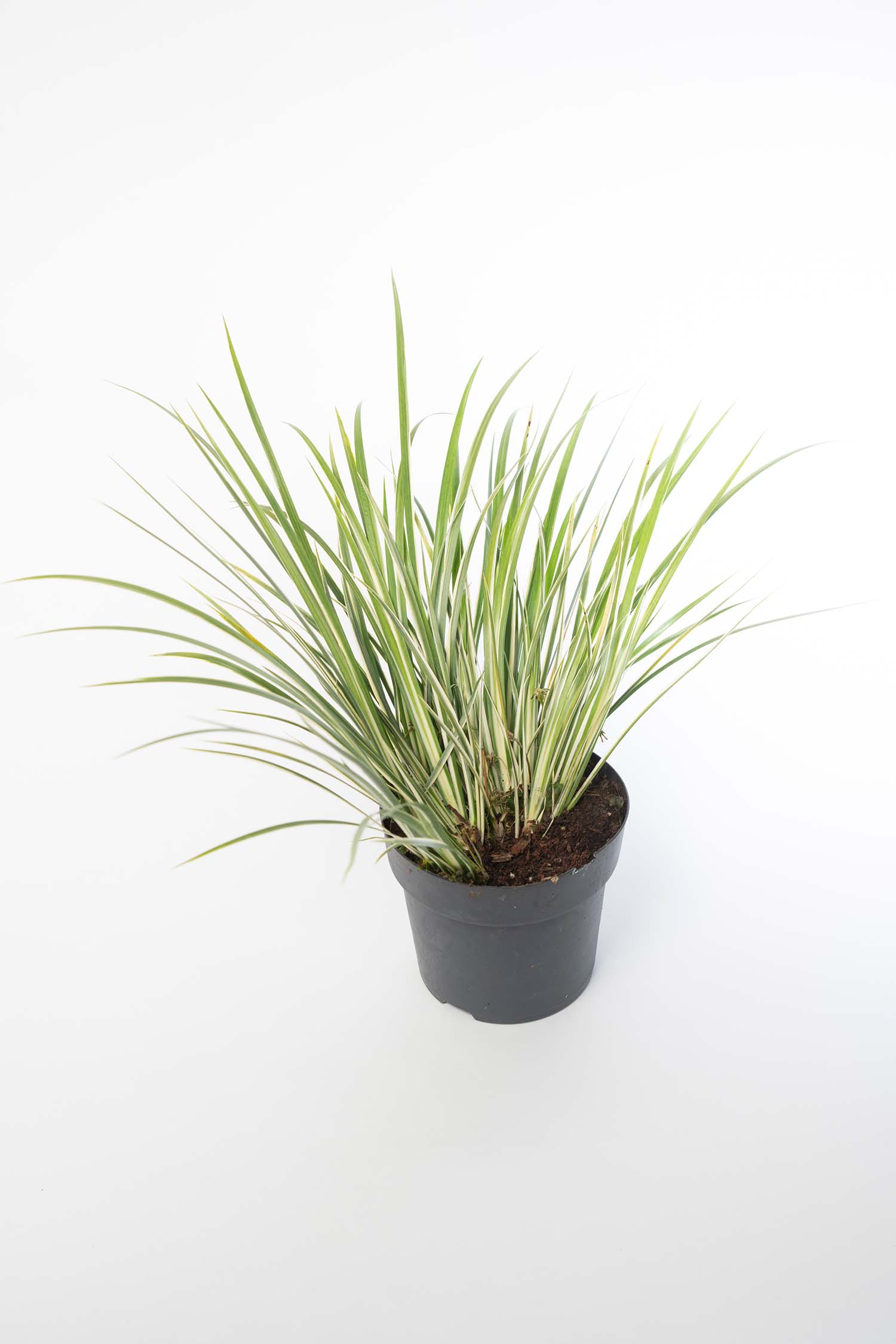 Acorus Gramineus Argenteostriatus - MP003A Packs