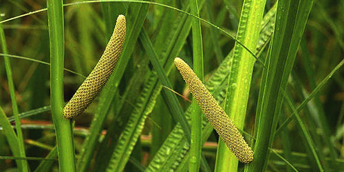 Acorus calamus (Sweet flag) - MP001 Packs