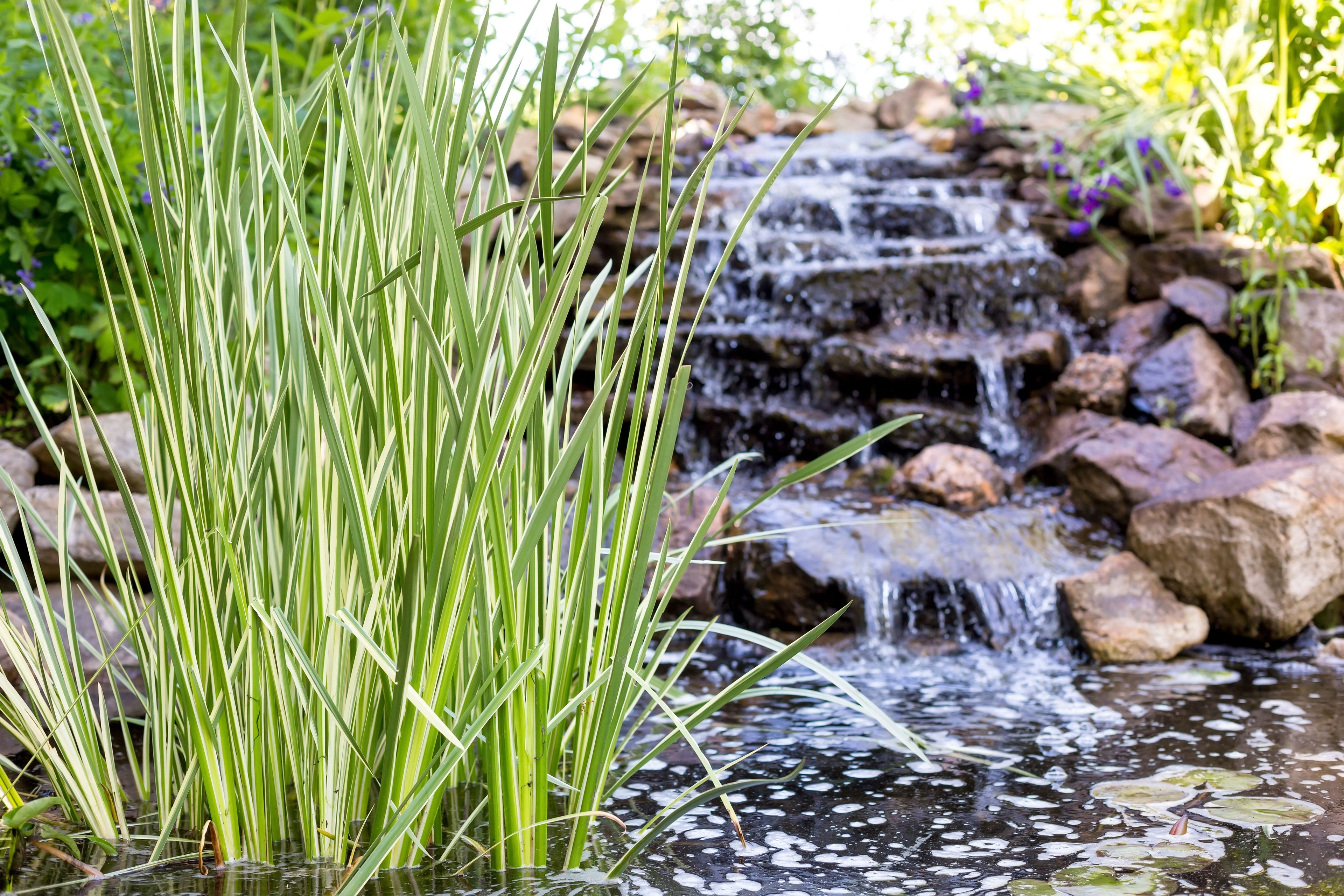 Acorus calamus Variegated (Sweet flag) - MP002 Packs