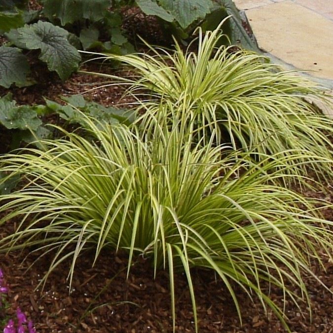 Acorus gramineus Ogon (Golden Variegated) - MP004 Packs