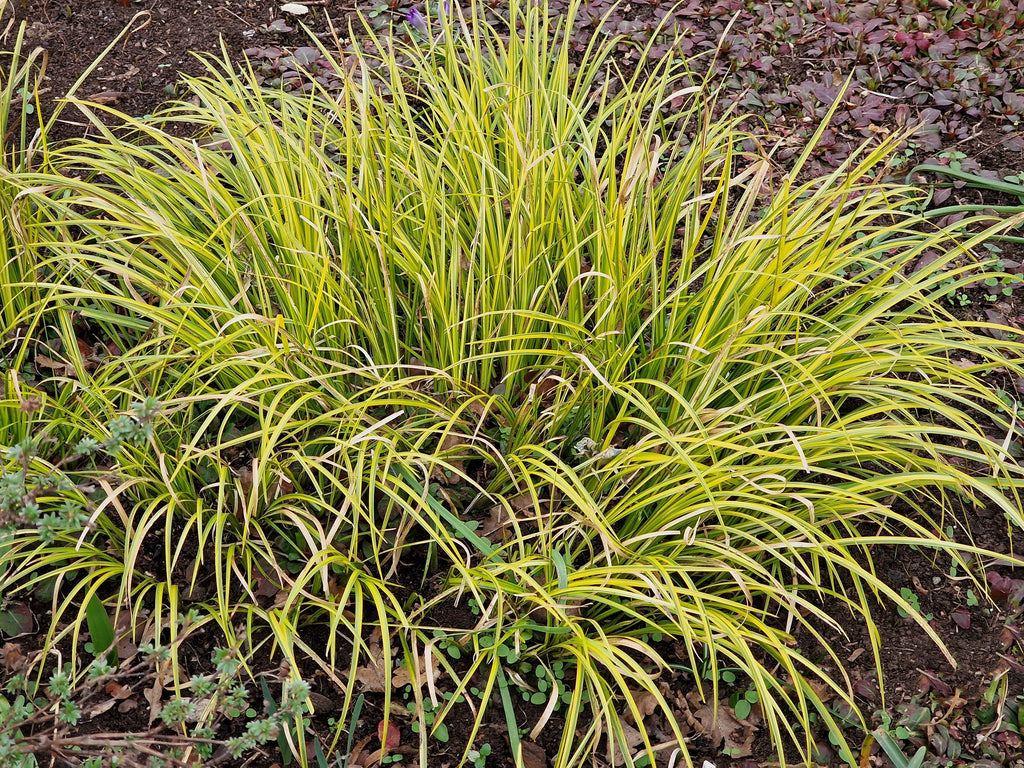Acorus gramineus Ogon (Golden Variegated) - MP004 Packs