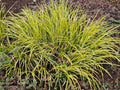 Acorus gramineus Ogon (Golden Variegated) - MP004 Packs