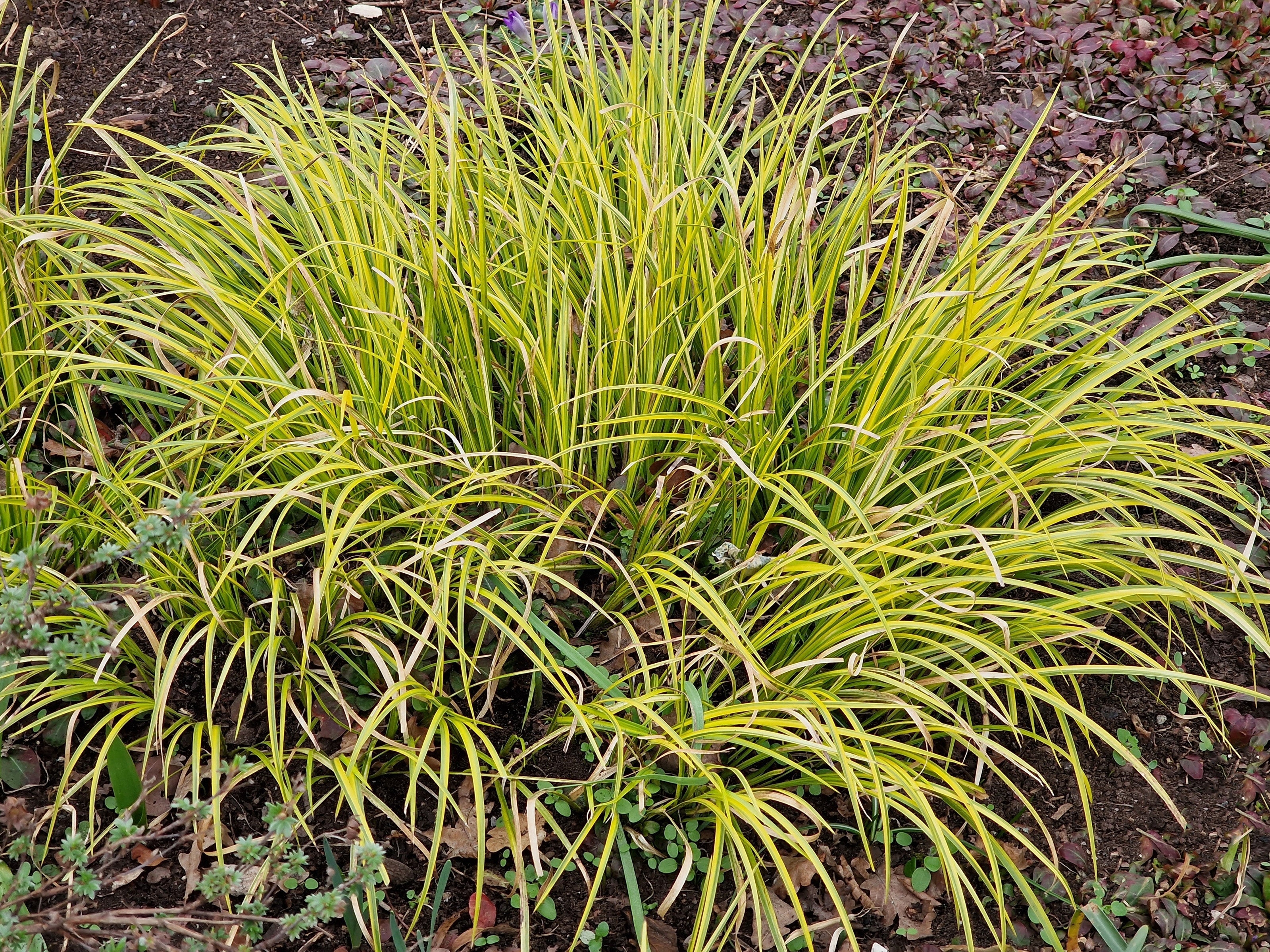 Acorus gramineus Ogon (Golden Variegated) - MP004 Packs