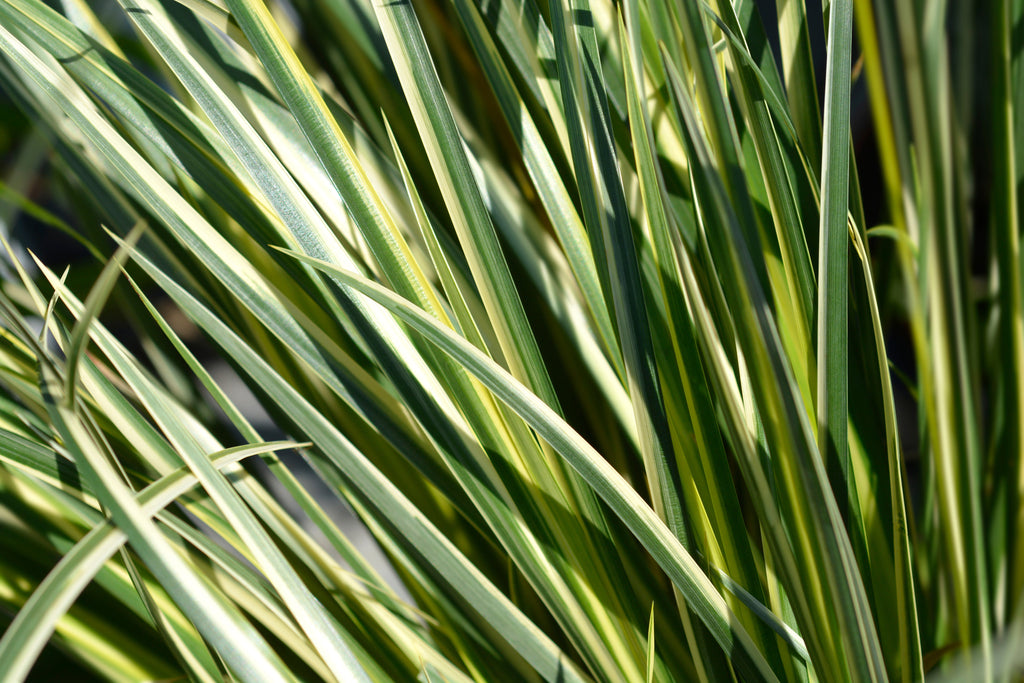 Acorus gramineus variegatus (Variegated slender sweet flag) - MP003 Packs