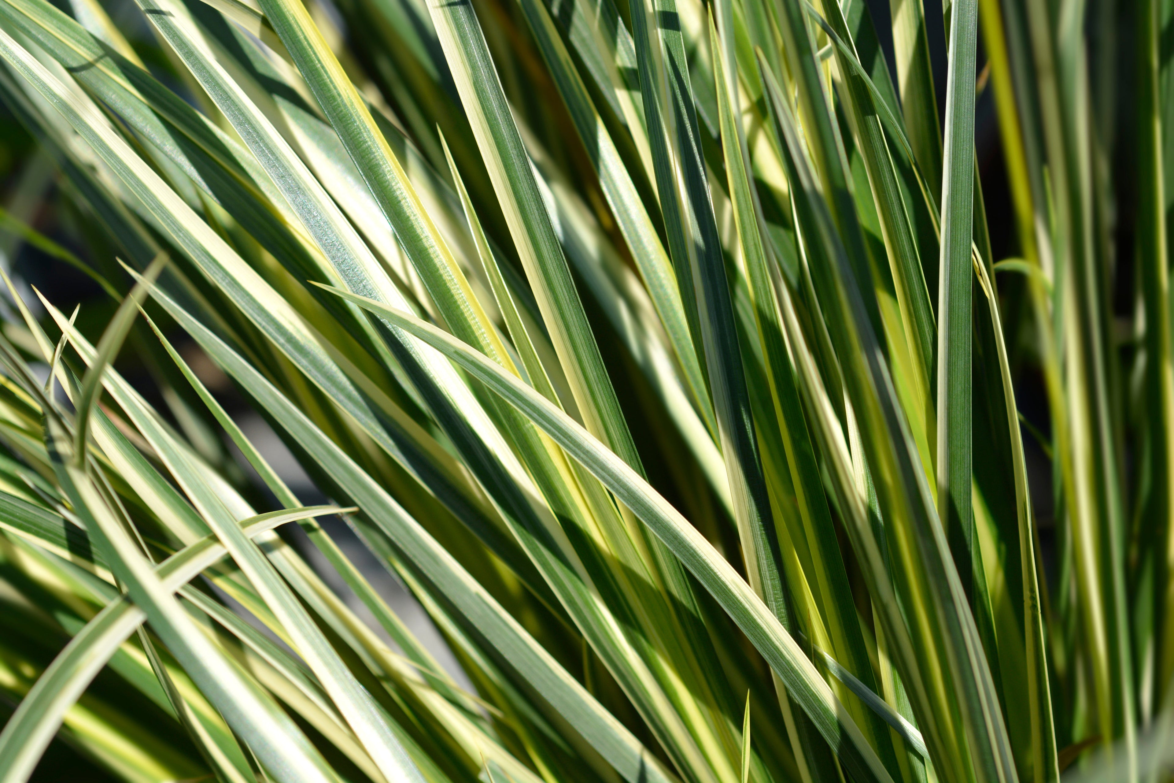 Acorus gramineus variegatus (Variegated slender sweet flag) - MP003 Packs