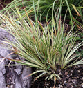 Acorus gramineus variegatus (Variegated slender sweet flag) - MP003 Packs
