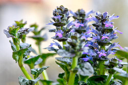 Ajuga pyramidalis 'Metallica Crispa' - BP002 Packs
