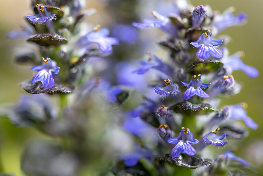 Ajuga pyramidalis 'Metallica Crispa' - BP002 Packs