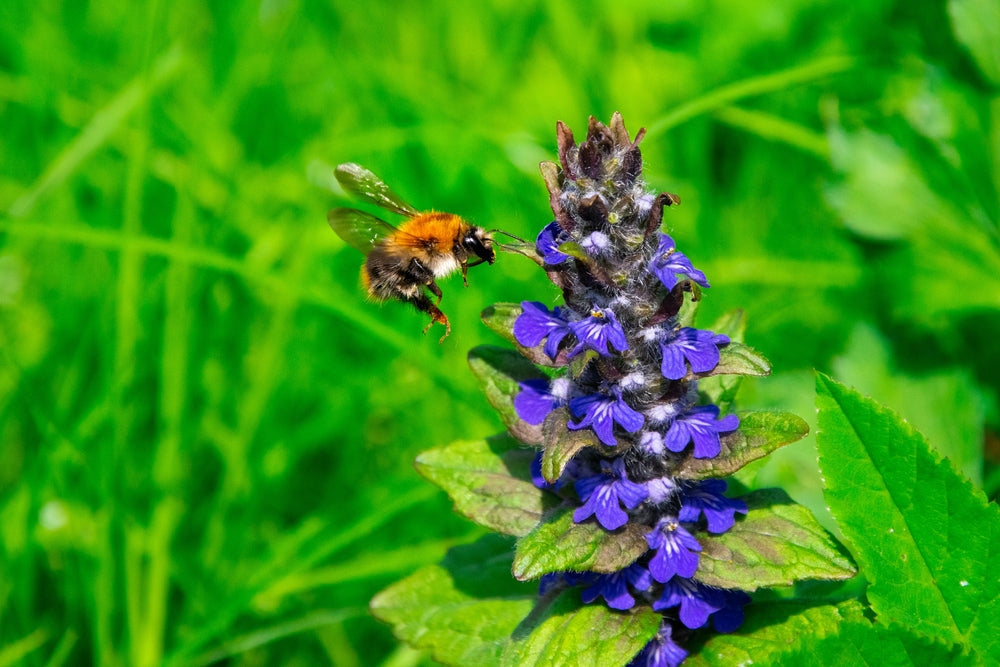 Ajuga Reptans 'Common' - BP002A Packs