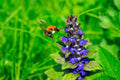 Ajuga Reptans 'Common' - BP002A Packs