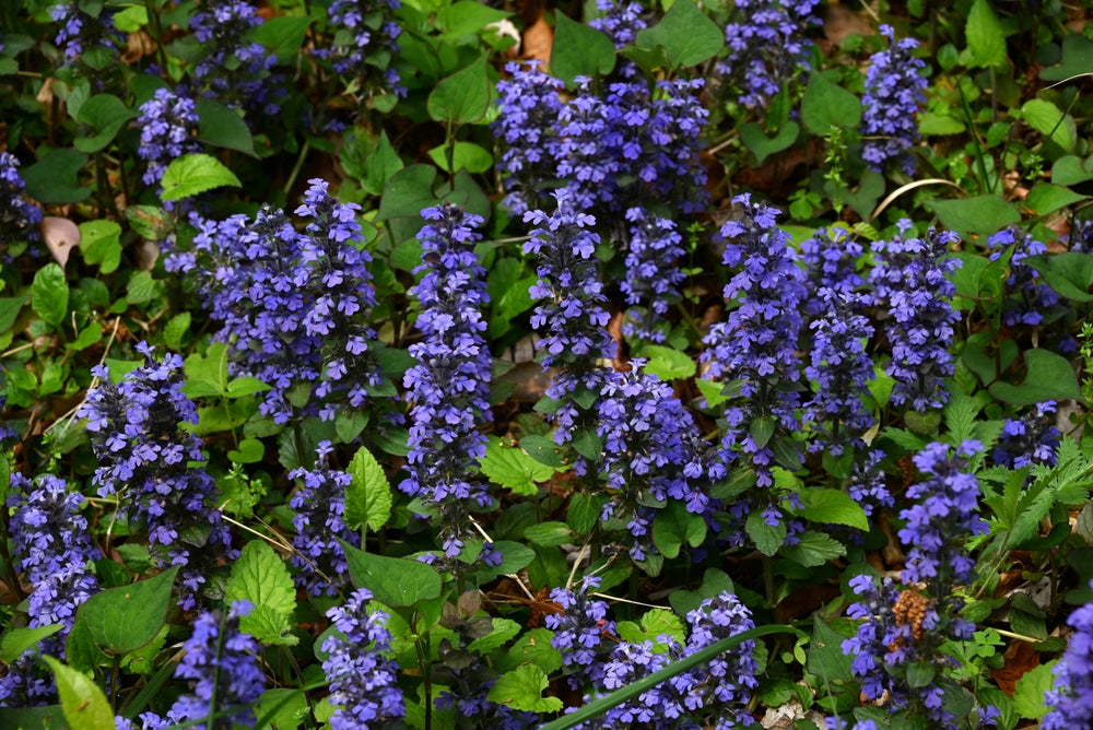 Ajuga Reptans 'Common' - BP002A Packs