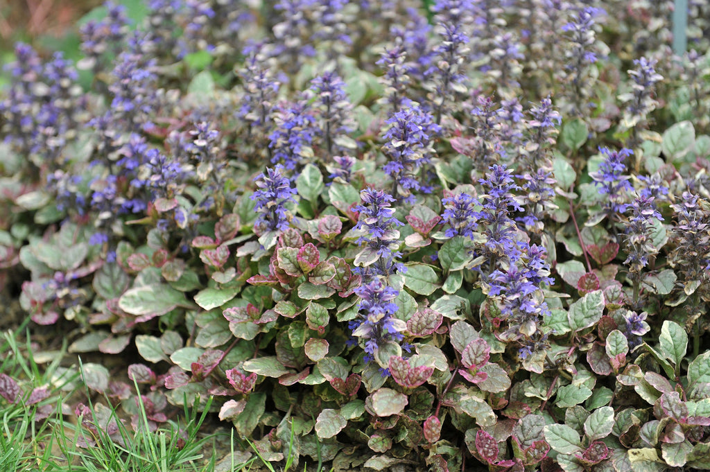 Ajuga Reptans Variegated - BP004 Packs