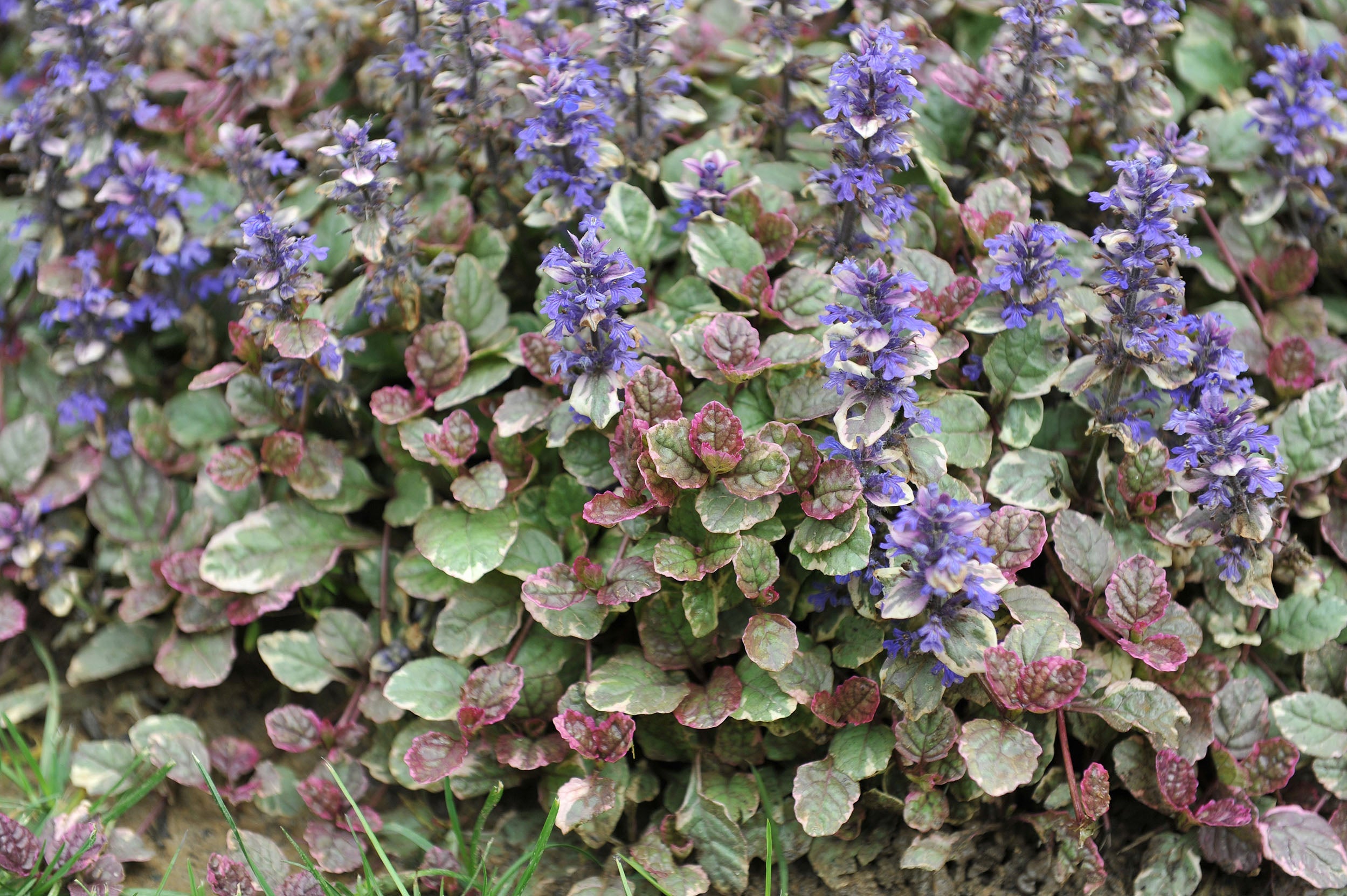 Ajuga Reptans Variegated - BP004 Packs