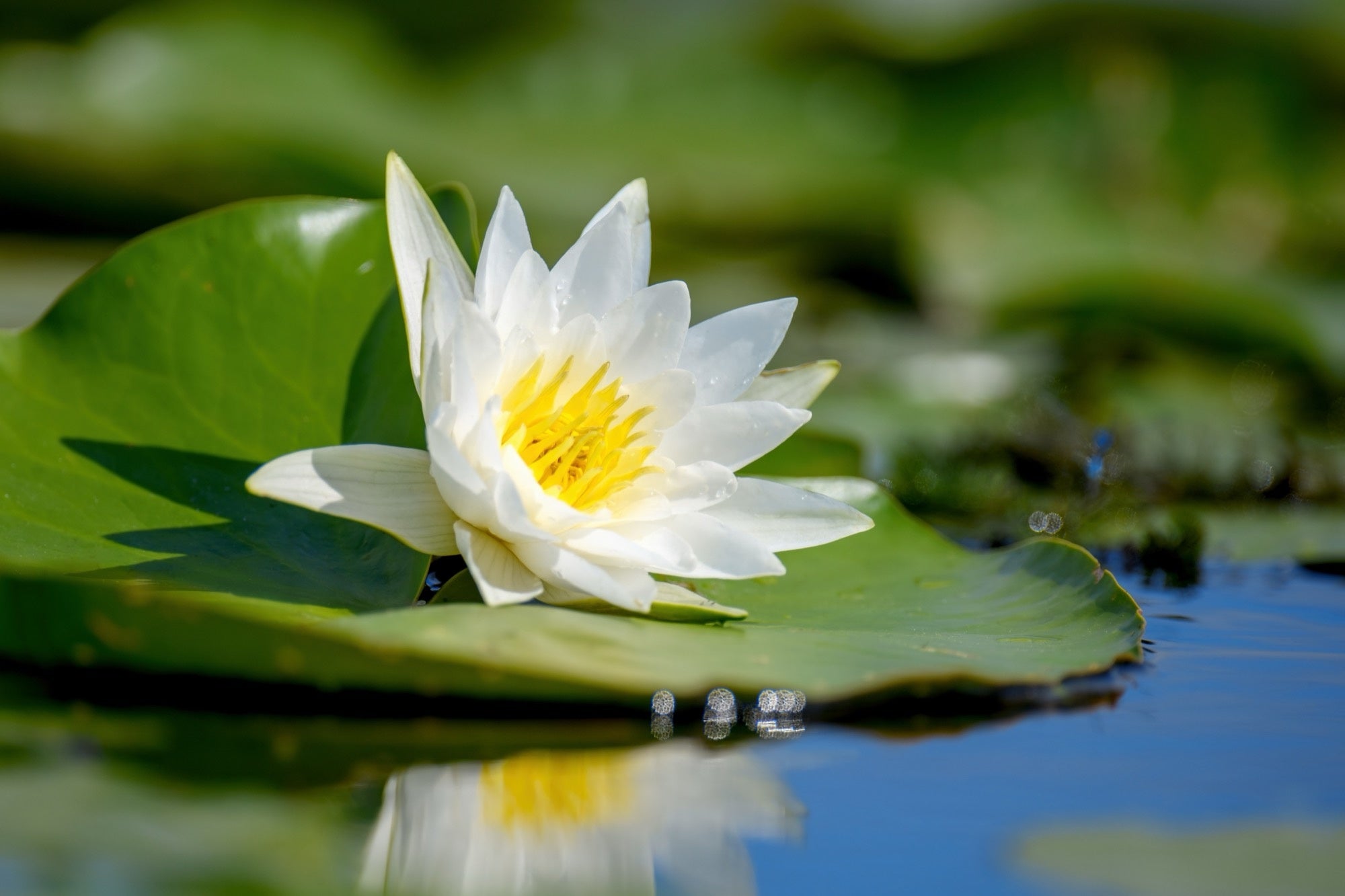 Alba water lily - pond plants - VLW01