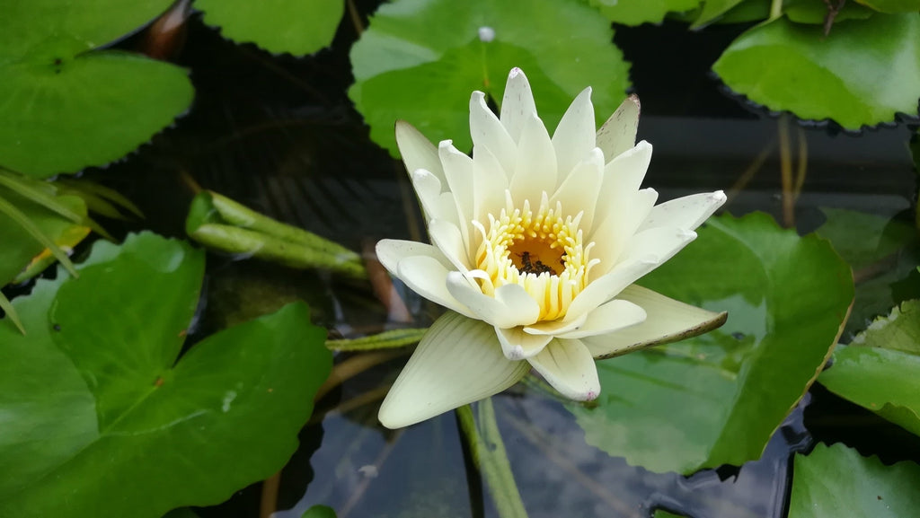 Albatross water lily - pond plants - MW01
