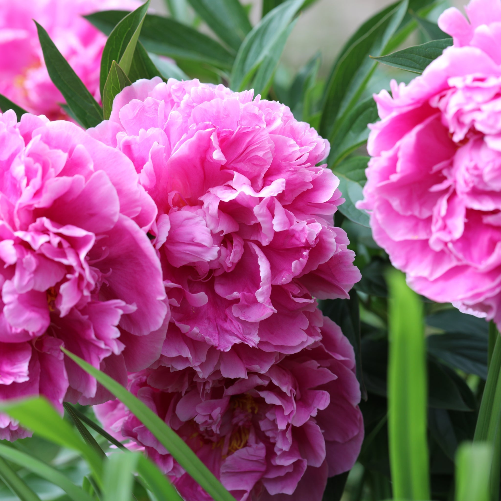 Peony 'Alexander Fleming' | Exotic Collection | 1 Bulb