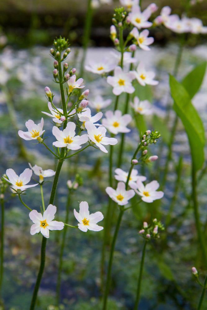 Alisma plantago aquatica (Water plantain) - Marginal Pond Plants - MP008