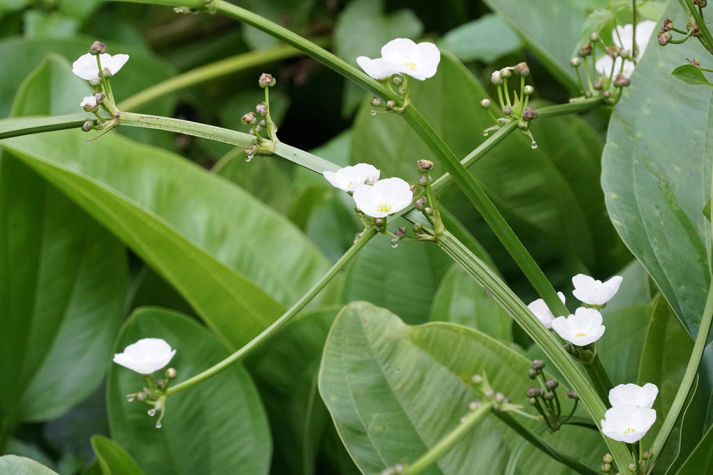 Alisma Lancelot (Mad dog weed) - MP007A Packs