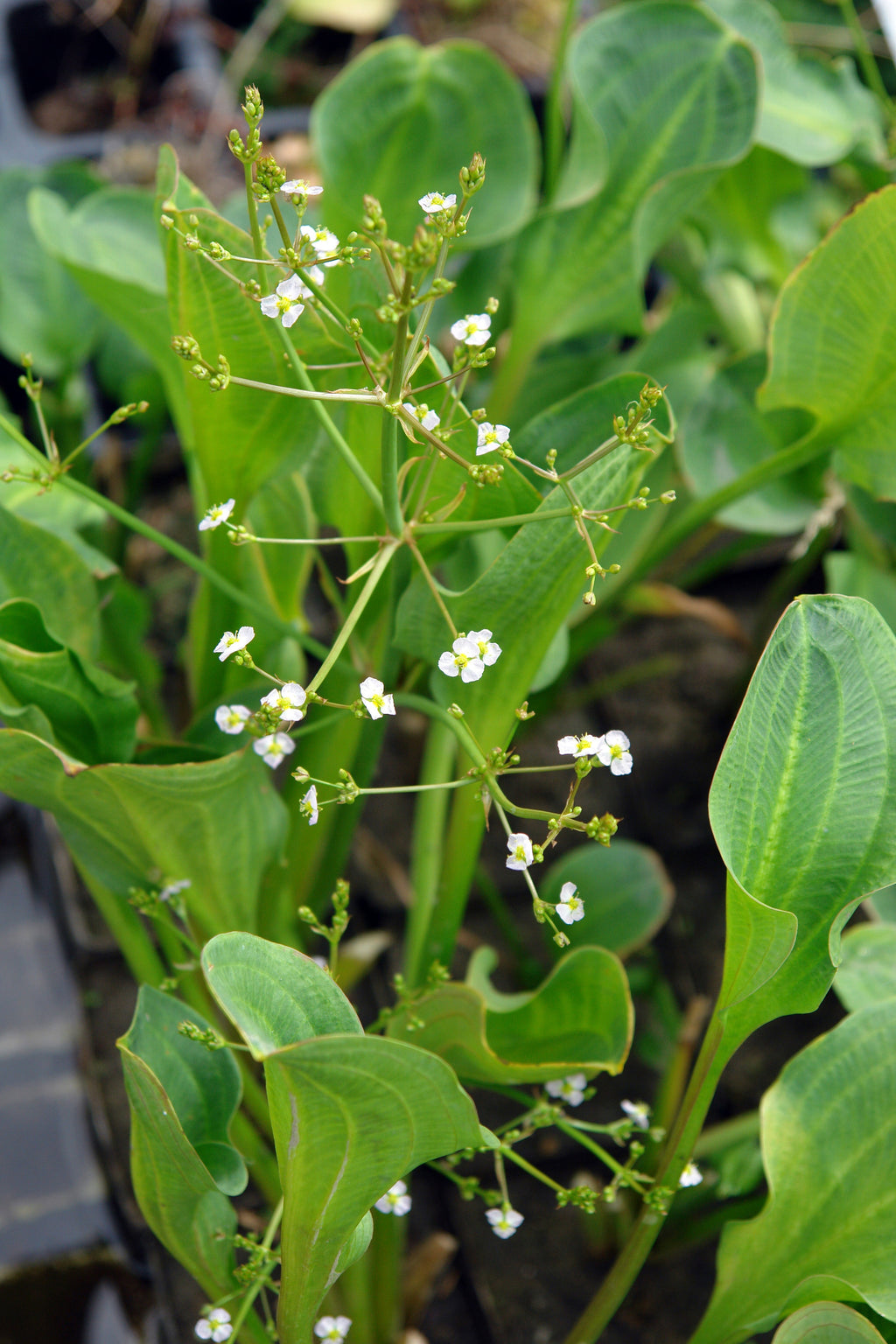 Alisma parviflorum (American Plantain) - MP007 Packs