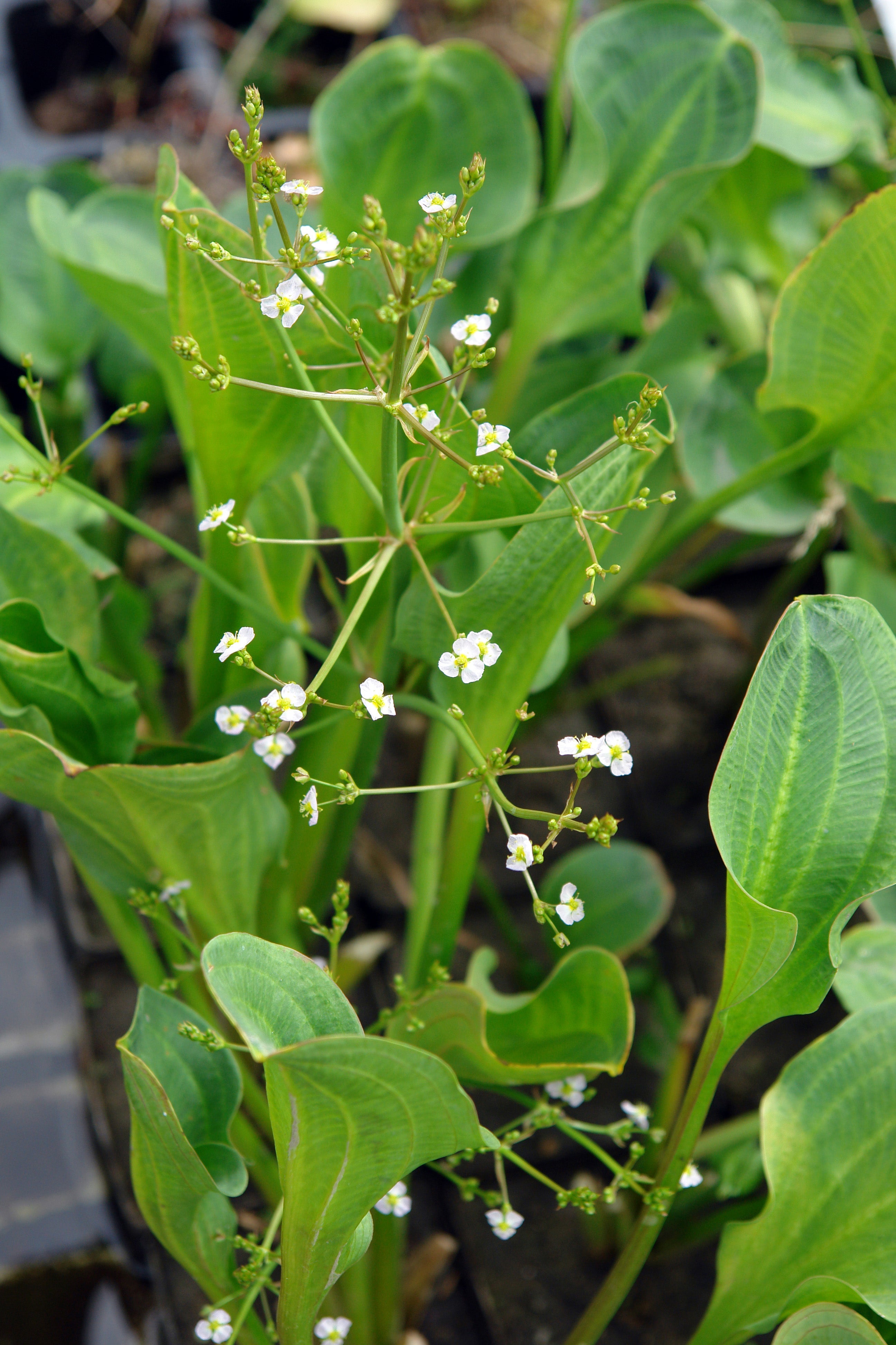 Alisma parviflorum (American Plantain) - MP007 Packs