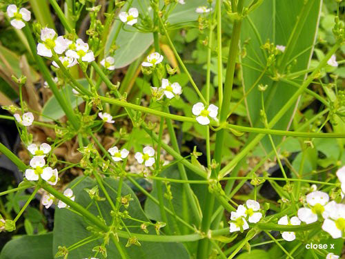 Alisma parviflorum (American Plantain) - MP007 Packs