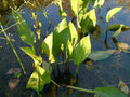 Alisma parviflorum (American Plantain) - MP007 Packs