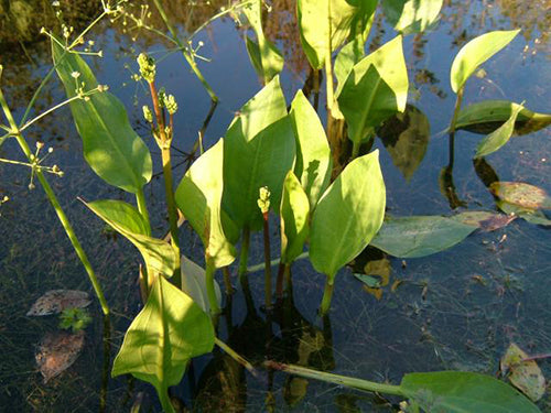 Alisma parviflorum (American Plantain) - MP007 Packs