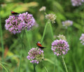 Allium angulosum (Chives) - Marginal Pond Plants - BP005A