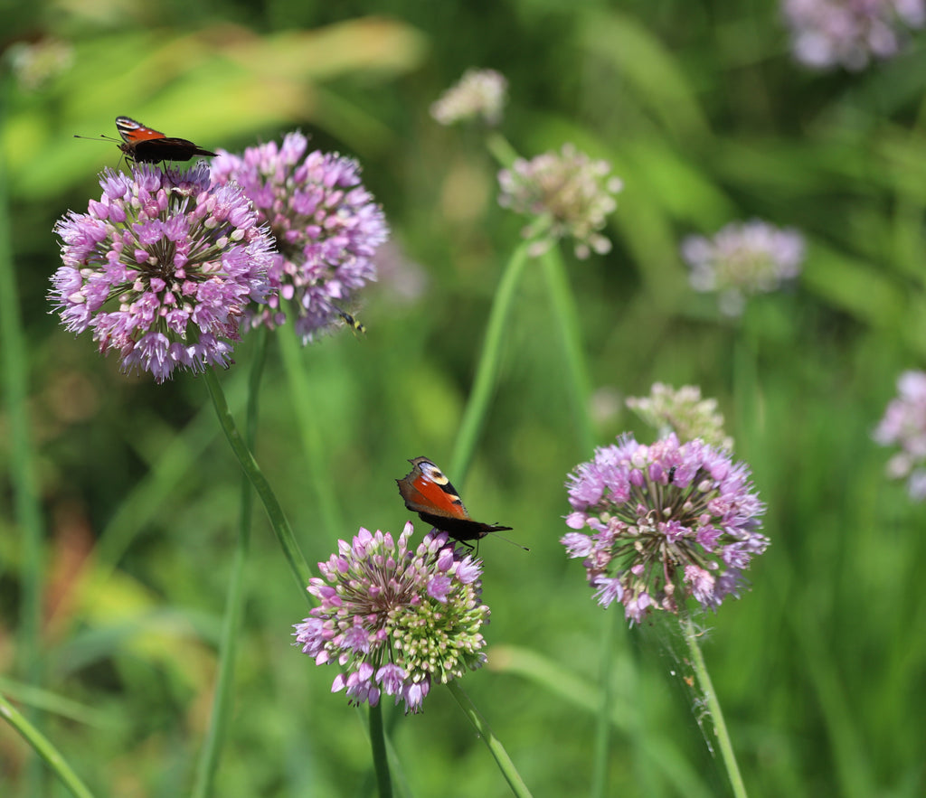 Allium Angulosum 'Chives'- BP005A Packs