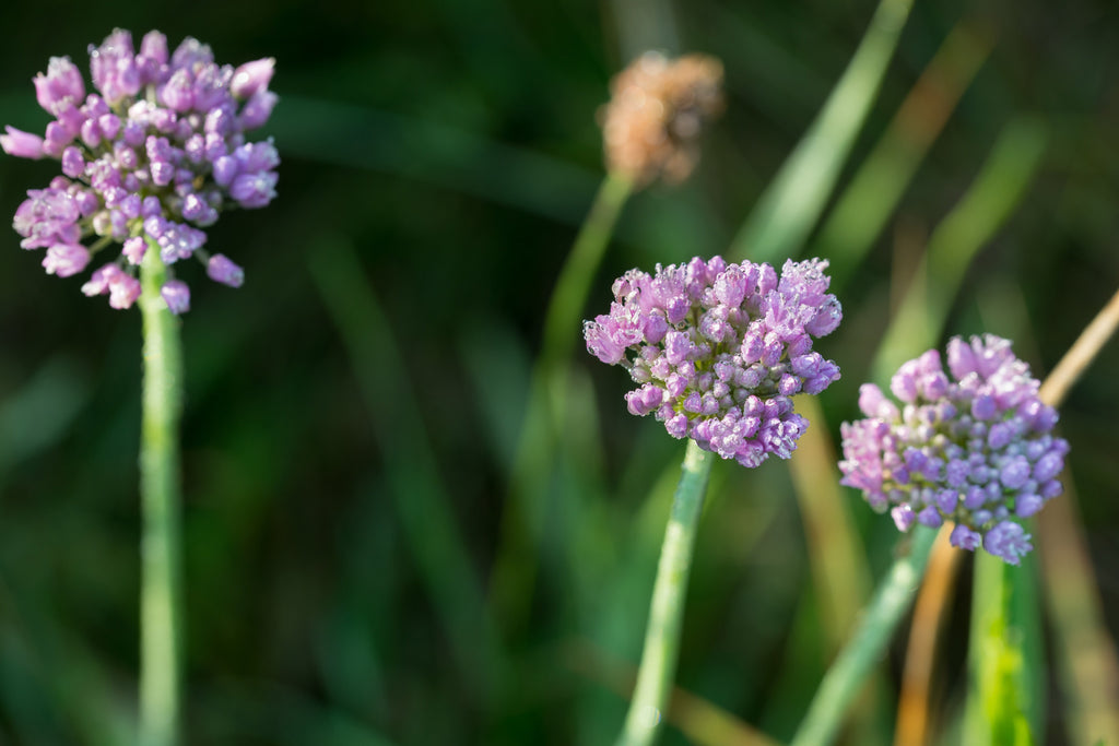 Allium Angulosum 'Chives'- BP005A Packs