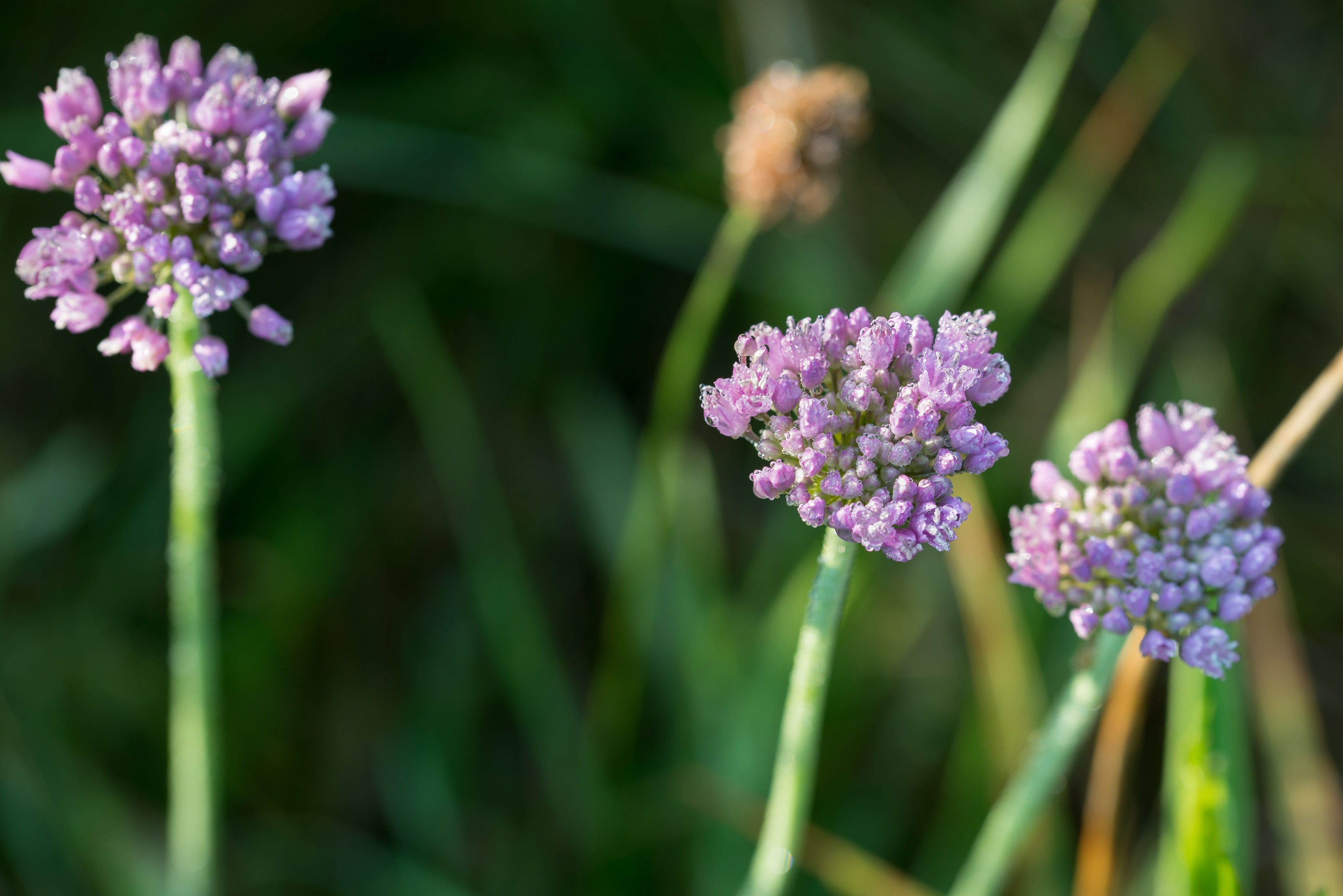 Allium Angulosum 'Chives'- BP005A Packs