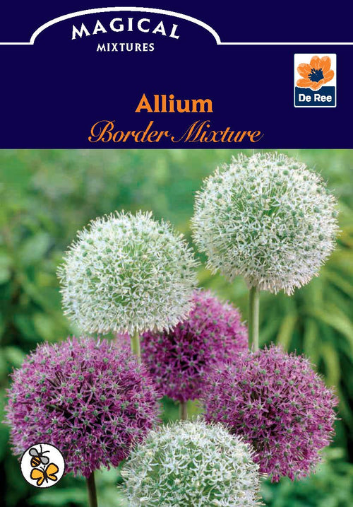 Allium Purple & White (5/10 Bulbs)