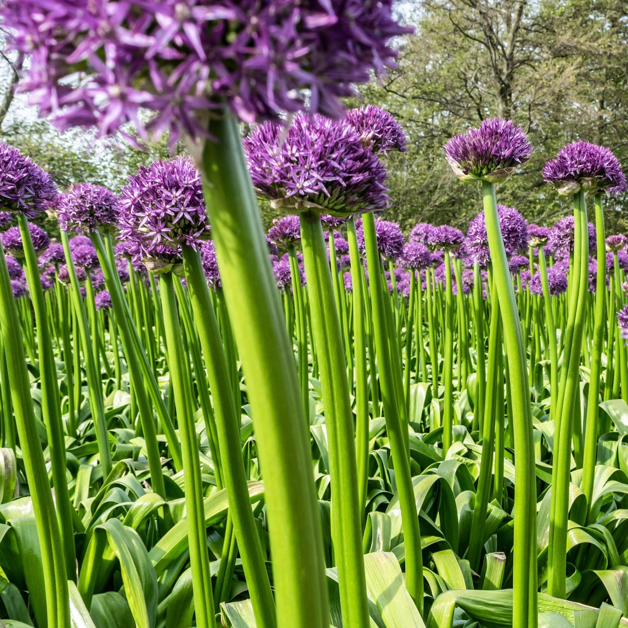 Allium 'Gladiator' 2L Pot