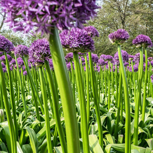 Allium 'Gladiator' 2L Pot