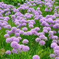 Allium 'Millenium' 2L