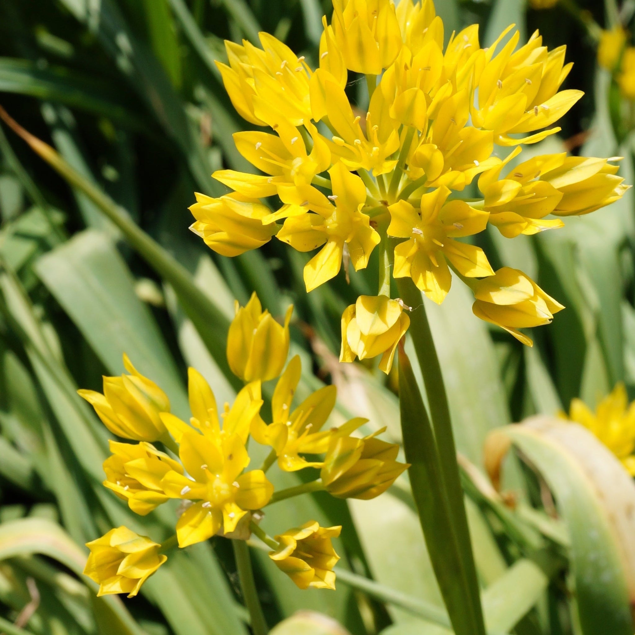 Allium Mixed Bulbs (25 Bulbs)