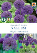 Allium 'Purple Sensation' (5 Bulbs)