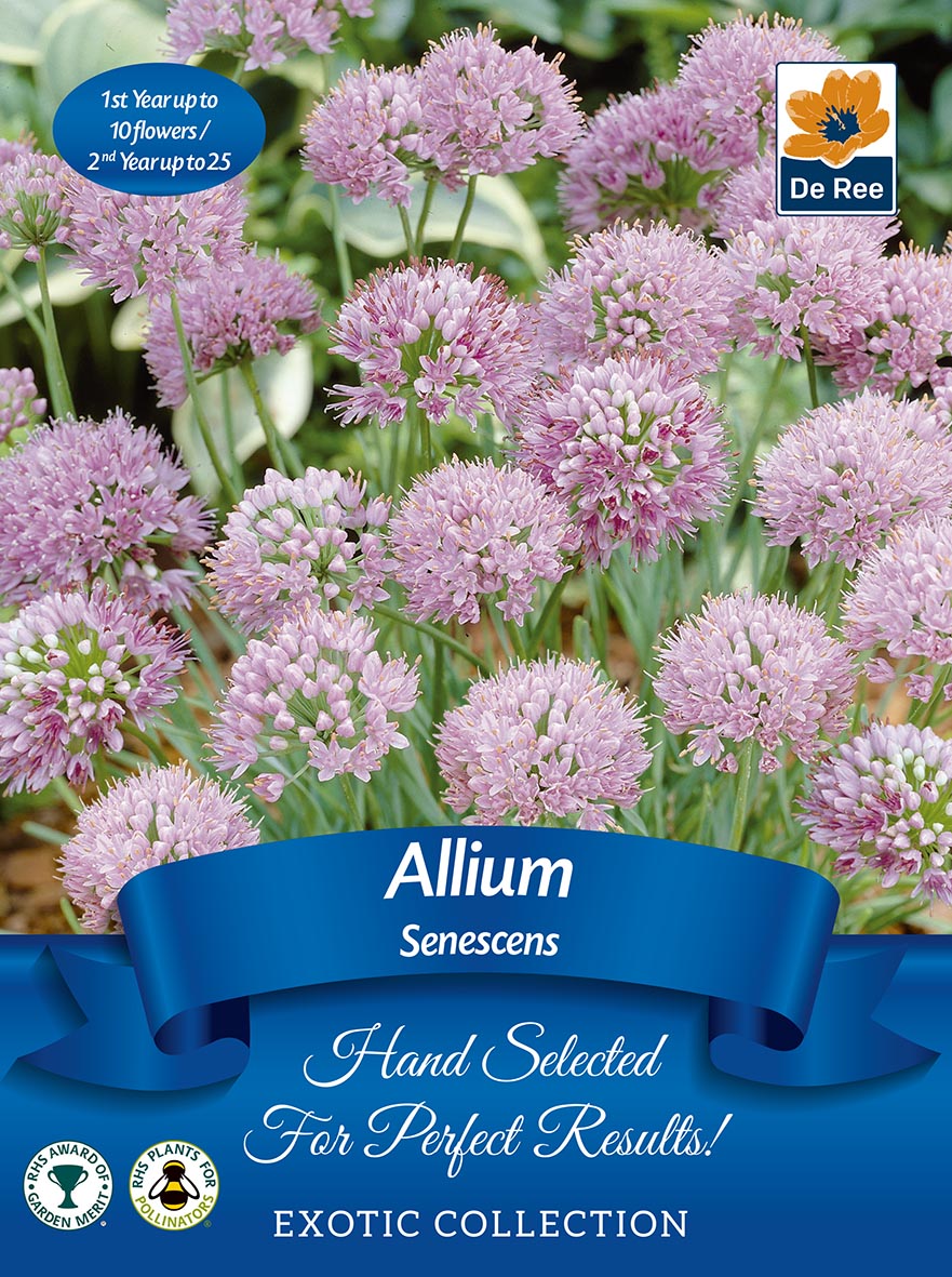 Allium senescens | Exotic Collection | 1 Bulb
